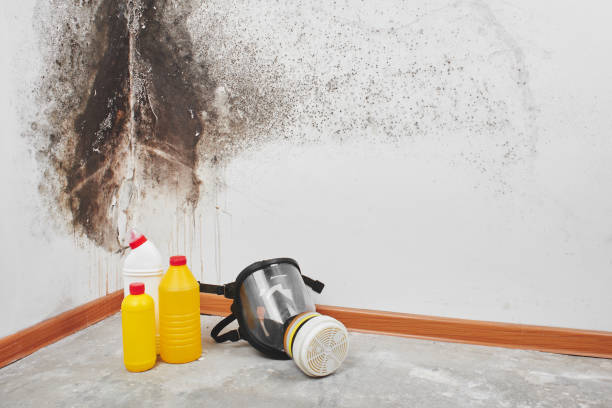 Best Insurance-Related Mold Remediation in Muleshoe, TX