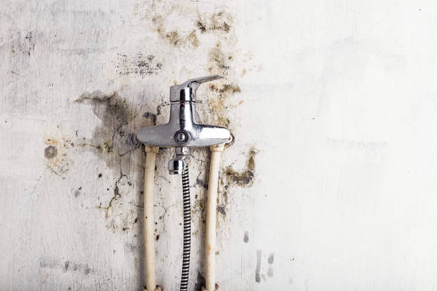 Best Residential Mold Remediation in Muleshoe, TX