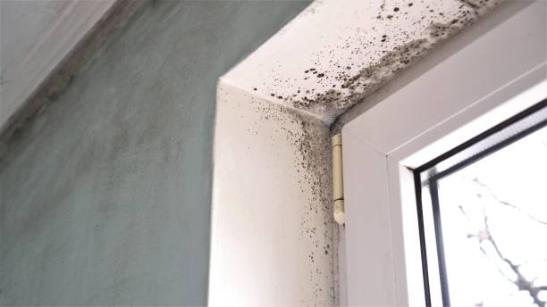 Best Emergency Mold Remediation in Muleshoe, TX
