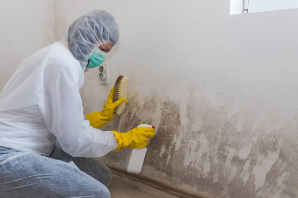 Best Commercial Mold Remediation in Muleshoe, TX