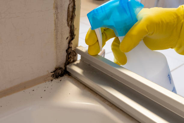 Best Attic Mold Remediation in Muleshoe, TX