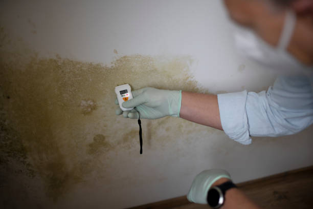 Best Preventive Mold Services in Muleshoe, TX