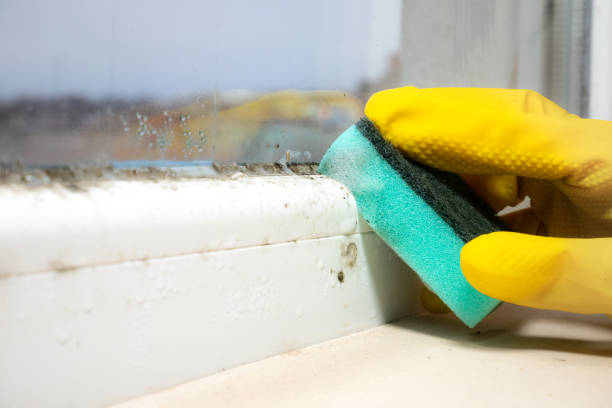 Best Residential Mold Remediation in Muleshoe, TX