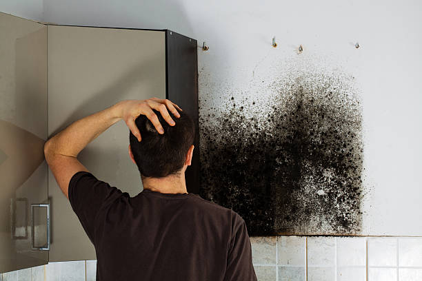 Best Mold Remediation for Specific Building Types in Muleshoe, TX