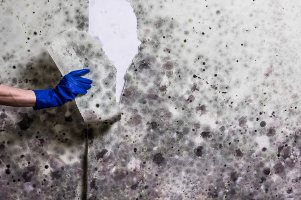 Best White Mold Remediation in Muleshoe, TX