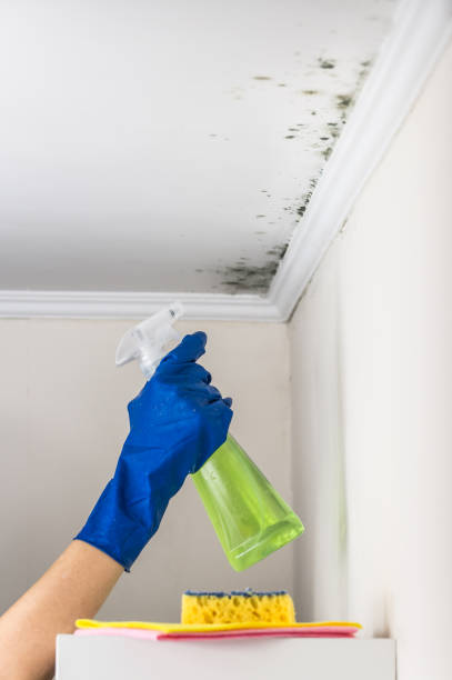 Best Basement Mold Remediation in Muleshoe, TX